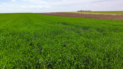Obraz premium wheat and barley filed in bright spring day in Vojvodina