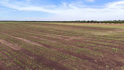 agricultural fields in spring in Vojvodina province
