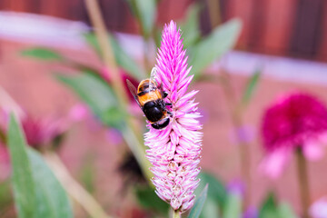 Silver cock's comb flowers blooming in the garden with a bee.