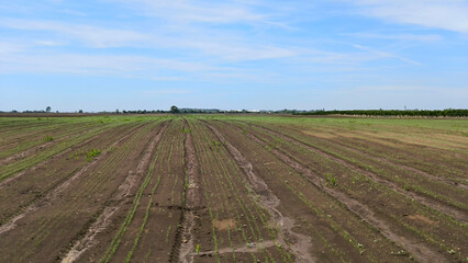 agricultural fields in spring in Vojvodina province