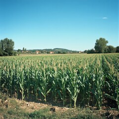 France corn growers