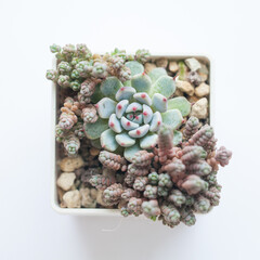 Green Echeveria Zaragoza rosette with Sedum dasyphyllum minor in pot on white background