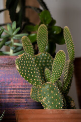 Close up of potted cactuses and succulents. Concept of botany, home interior, succulents and cactaceae growth
