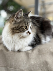 Obraz premium fluffy street cat close up