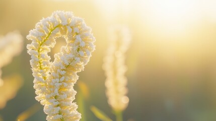 Fototapeta premium A Frosty Morning Delight: Delicate Flower in Golden Sunrise