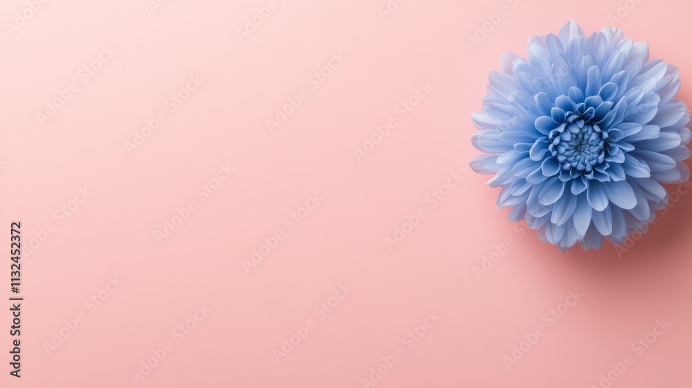 Aufkleber a single blue flower features translucent petals set against a soft pastel pink background, creating