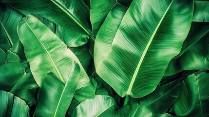 Obraz premium Lush Green Tropical Banana Leaves Background Texture Image: Vibrant Nature Photography
