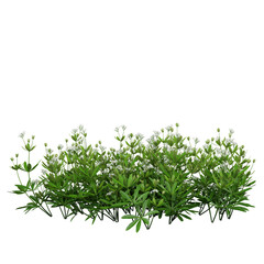 Fototapeta premium Free PNG 3d illustration of Galium-odoratum tree frontal isolated transparent background perfectly cutout high resolution