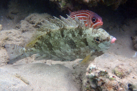 Rivulated rabbitfish (Siganus rivulatus) fish from Red Sea
