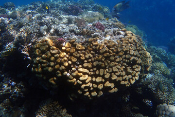 coral reef in Egypt, Makadi Bay