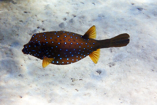 yellow boxfish (Ostracion cubicus) Egypt, Red sea
