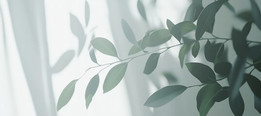 Blurred Indoor Plant Branches With Green Leaves In Front Of A Window With Soft, Natural Sunlight