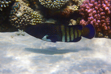 unknown fish from red sea