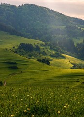 Obraz premium Green mountain meadows with cattle. Mountain pass in Pieniny in Poland. Beautiful, dynamic and hazy sky over the mountains.Discover the beauty of spring's lush landscape and mountains.