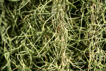 Tillandsia, air plant, macro shot photo