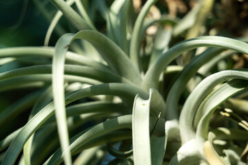 Tillandsia, air plant, macro shot photo