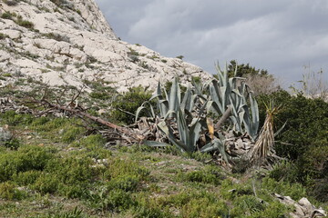 Kakteen