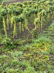 Field