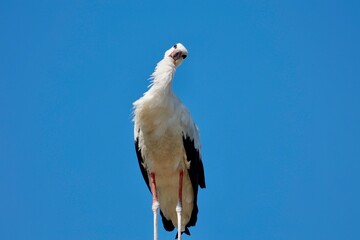Storch