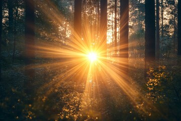 Obraz premium Sun rays illuminate misty forest, golden light.