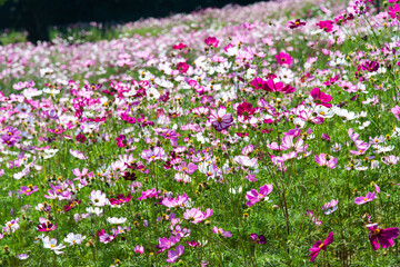 Obraz premium cosmos flowers in the field
