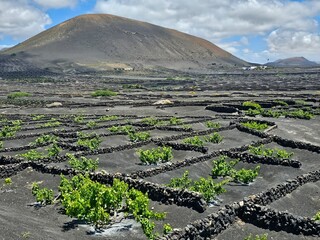 Des vignes verdoyantes protégées par des murets de pierres volcaniques parsèment le sol noir de...