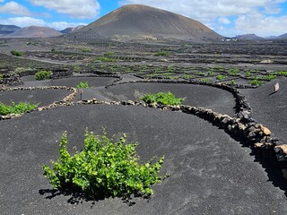 Des plants de vigne verts contrastent avec les cendres volcaniques sombres et les murets de pierre,...
