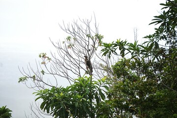 Egzotyczny ptak i jungla. Egzotyczna roślinność znajdująca się na Filipinach. © Adam
