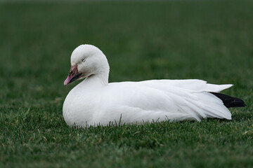 Snow goose (Anser caerulescens) on some grass