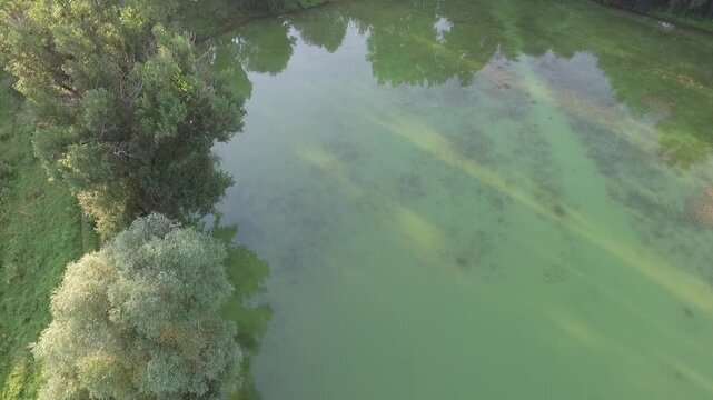 Muddy lake among the trees. Aerial view