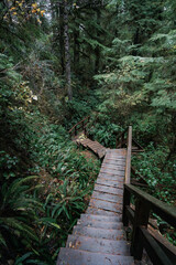 Fototapeta premium Rainforest Trail Ucluelet on Vancouver Island, Canada Background West Canada British Columbia