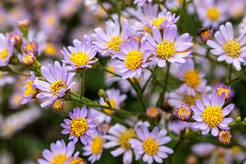 Fototapeta premium Beautiful tatarian aster flowers blooming in the autumn garden.