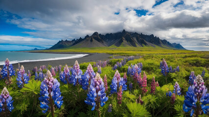 Fototapeta premium Stunning view of lupines with mountains and coastline in Iceland