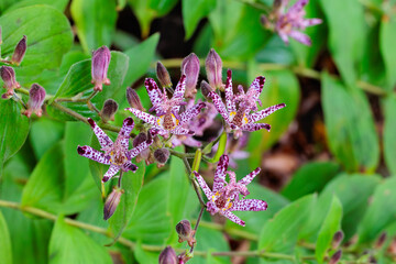 Beautiful toad lily flowers blooming in the autumn garden.