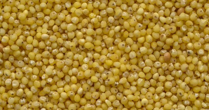 Raw millet groat as background texture.