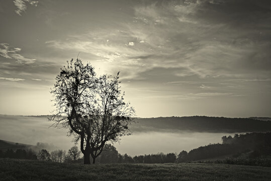 Misty Morning 3