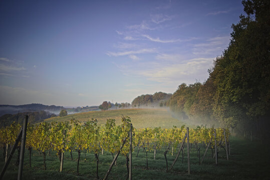 Misty Morning 1