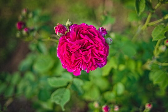 Rosengl&uuml;ck