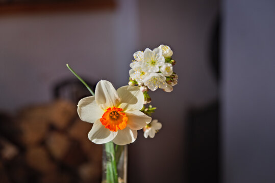 Narzissen Ostern