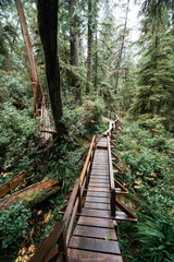Obraz premium Rainforest Trail Ucluelet on Vancouver Island, Canada Background West Canada British Columbia
