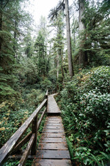 Obraz premium Rainforest Trail Ucluelet on Vancouver Island, Canada Background West Canada British Columbia