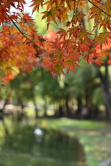 autumn leaves in the park