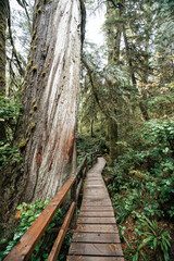 Fototapeta premium Rainforest Trail Ucluelet on Vancouver Island, Canada Background West Canada British Columbia