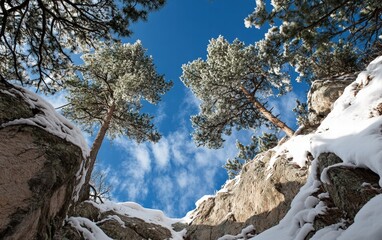 Snow-covered pine trees under a bright blue sky with a festive feel for christmas