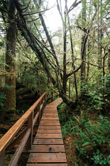 Obraz premium Rainforest Trail Ucluelet on Vancouver Island, Canada Background West Canada British Columbia