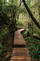 Obraz premium Rainforest Trail Ucluelet on Vancouver Island, Canada Background West Canada British Columbia