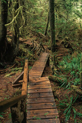 Fototapeta premium Rainforest Trail Ucluelet on Vancouver Island, Canada Background West Canada British Columbia
