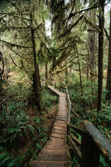 Obraz premium Rainforest Trail Ucluelet on Vancouver Island, Canada Background West Canada British Columbia