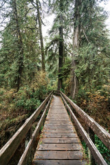 Rainforest Trail Ucluelet on Vancouver Island, Canada Background West Canada British Columbia