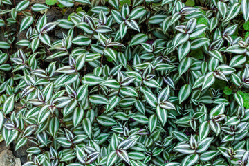 Wandering Jew leaves grown in a greenhouse.